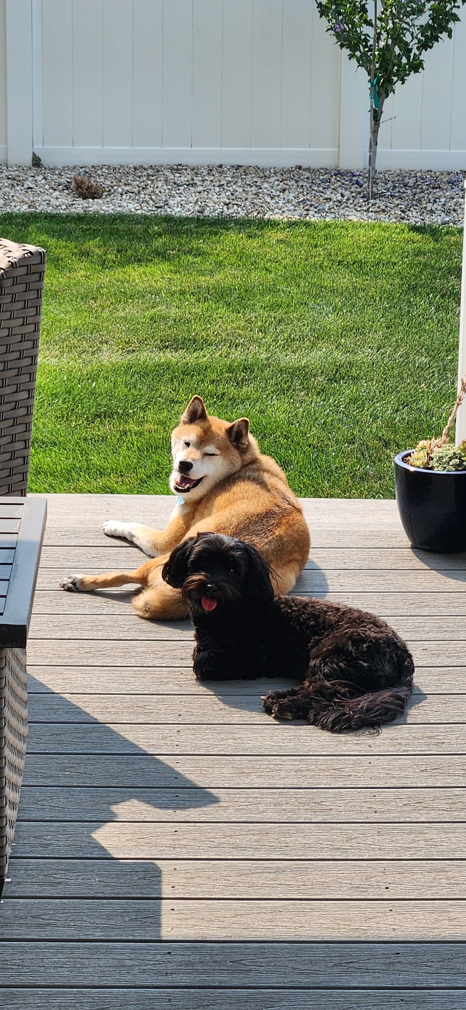 Dragon the Shiba Inu and Auggie the Havanese, Hillary Seiler's dogs